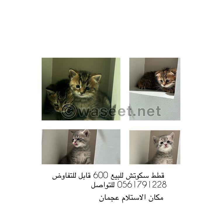 Scotch cats for sale 2