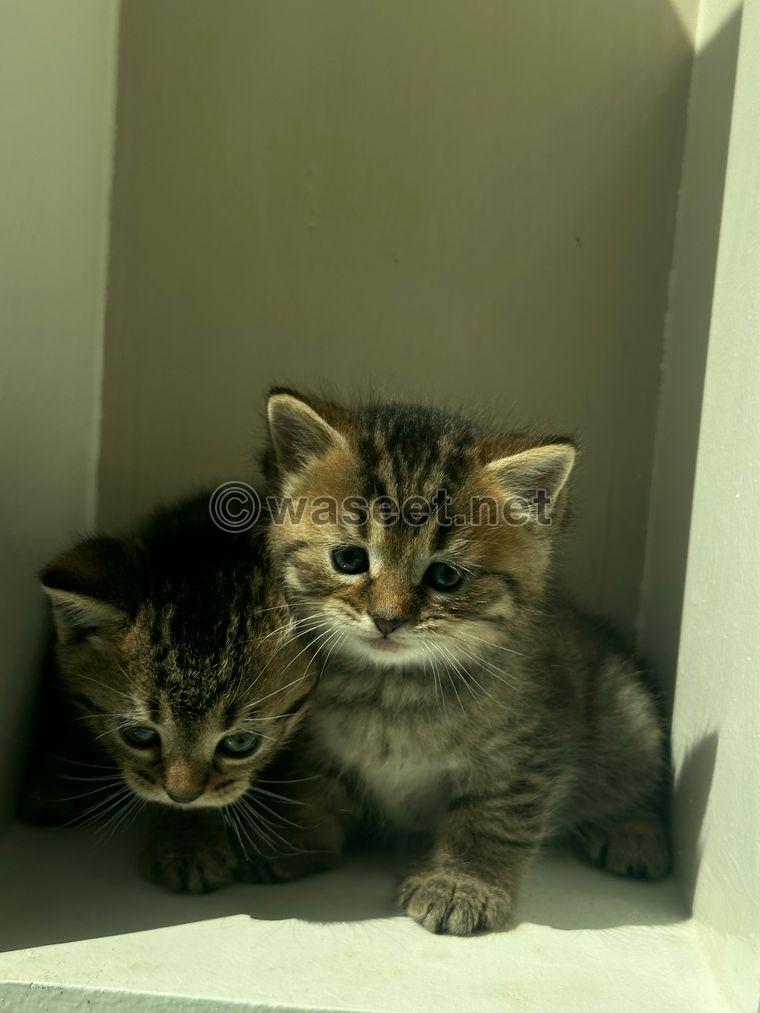 Scotch cats for sale 4