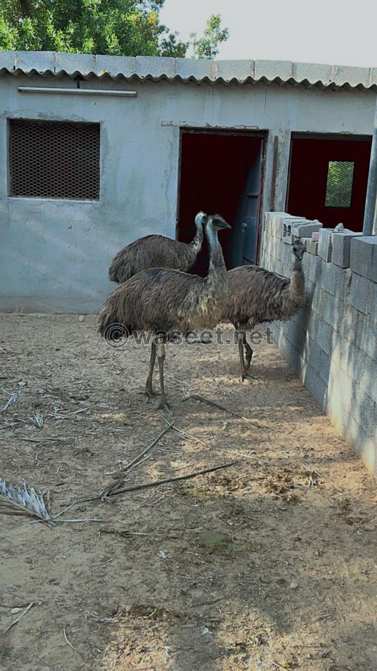 Emu ostrich for sale 0