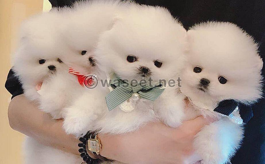 Gorgeous Pomeranian puppies for sale 0