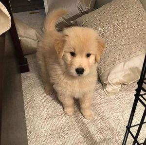 GOLDEN RETRIEVER PUPPIES AVAILABLE FOR ADOPTION 