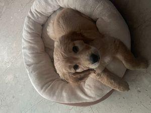 Golden retriever dog for sale 