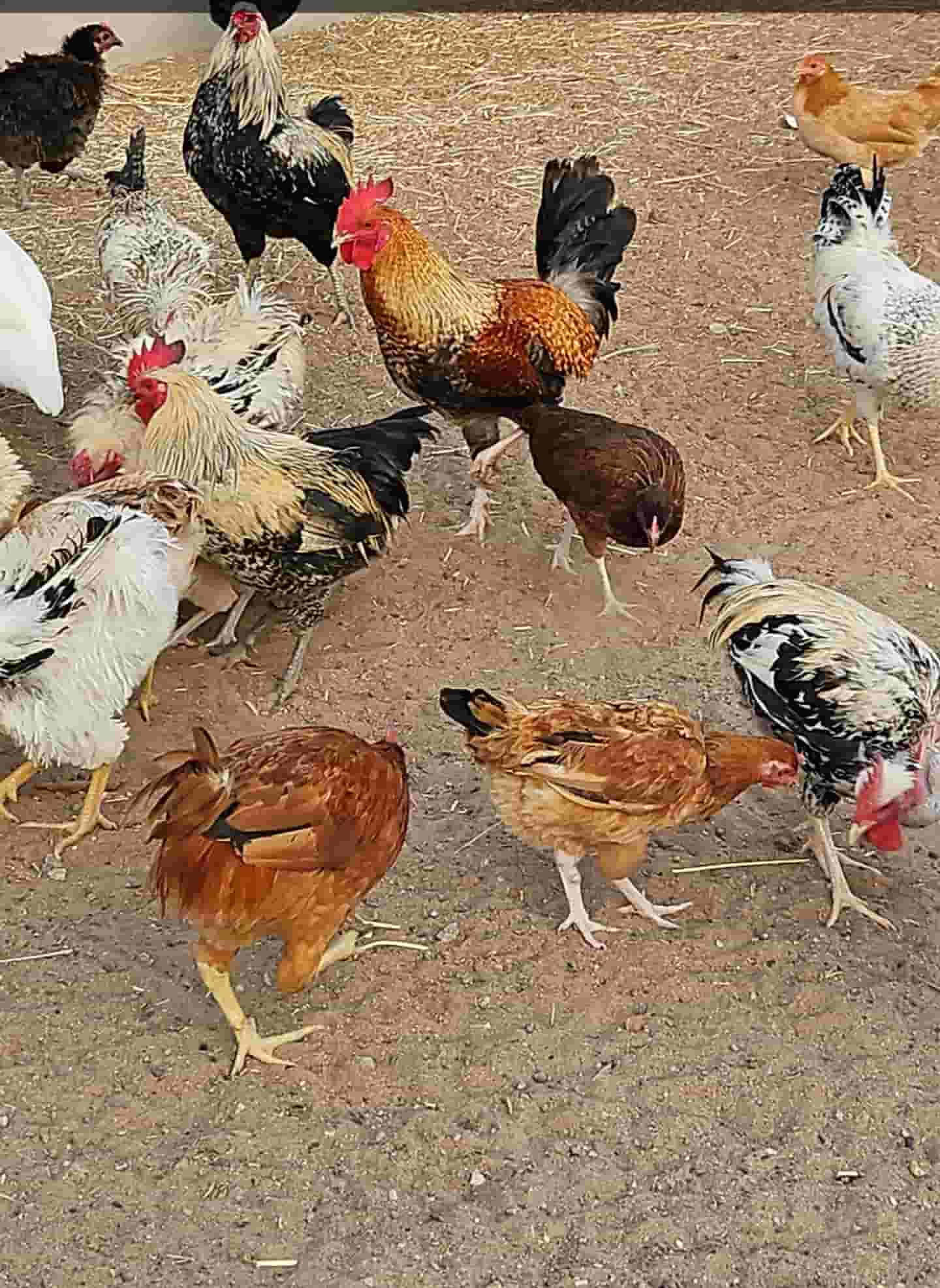 Local chicken for sale