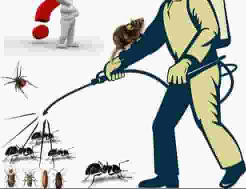 شركه مكافحه الحشرات في دبي