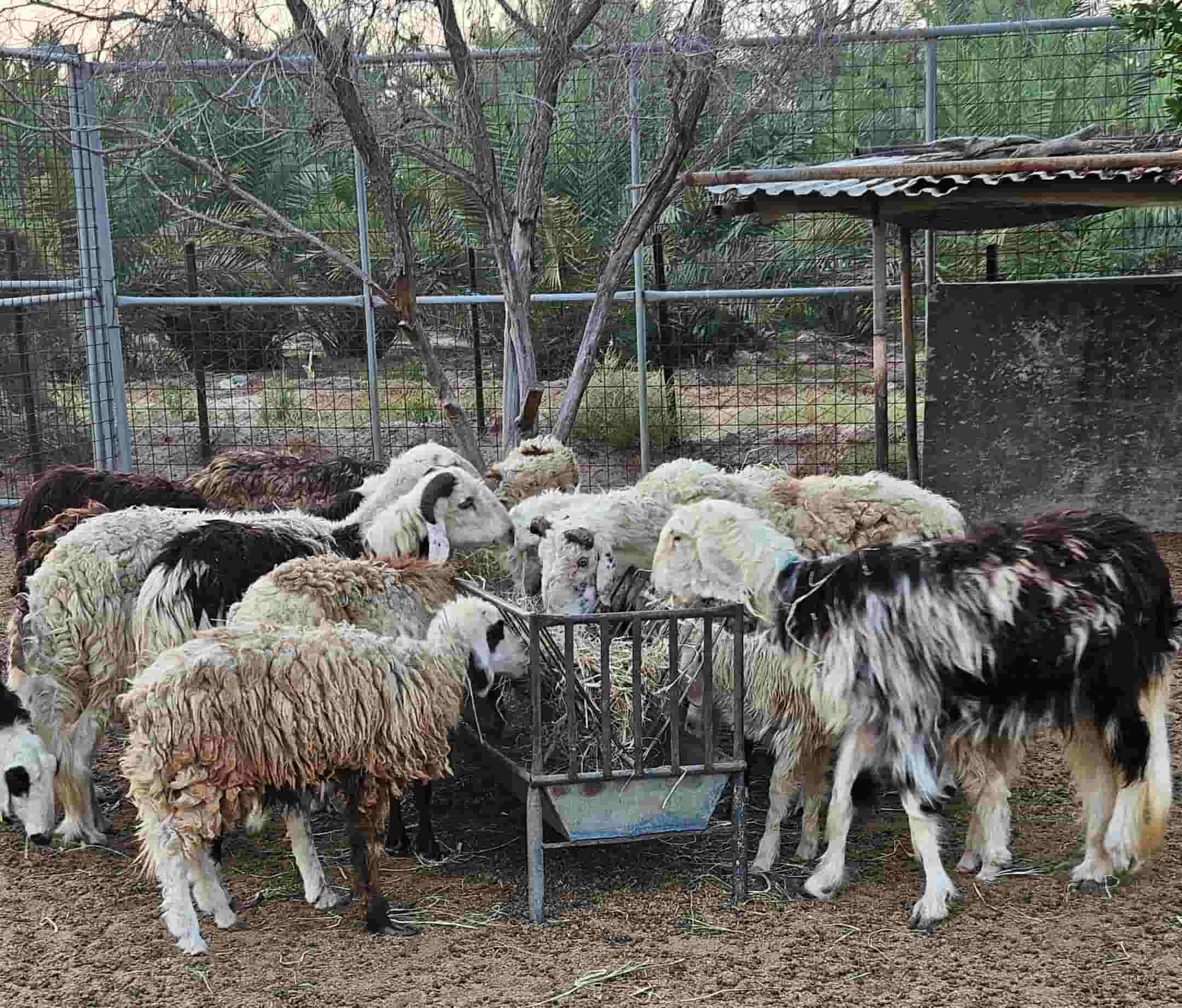 للبيع أغنام نجدية تربية مزرعة 