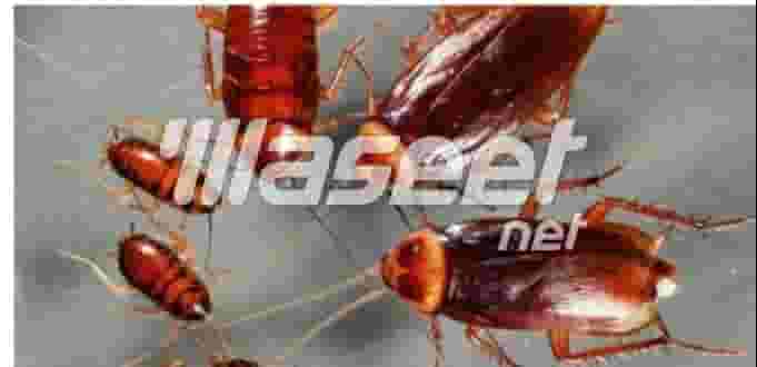 National Pest Control Company