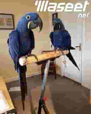 Beautiful Baby Hyacinth Macaw