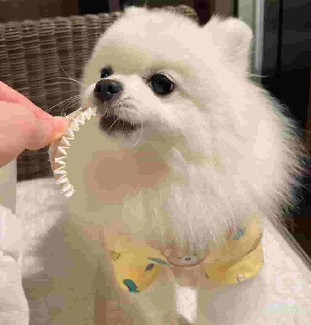 Pomeranian dog for adoption