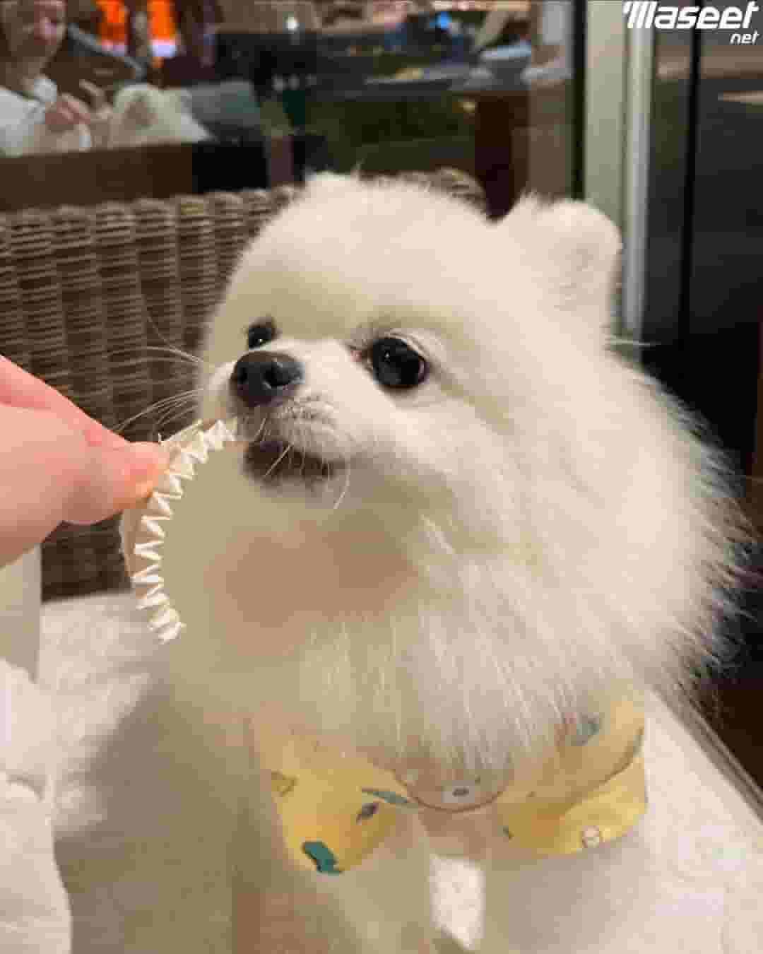 Pomeranian dogs