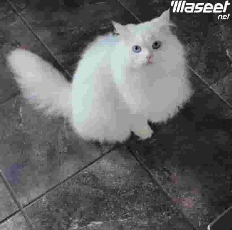 Persian cat