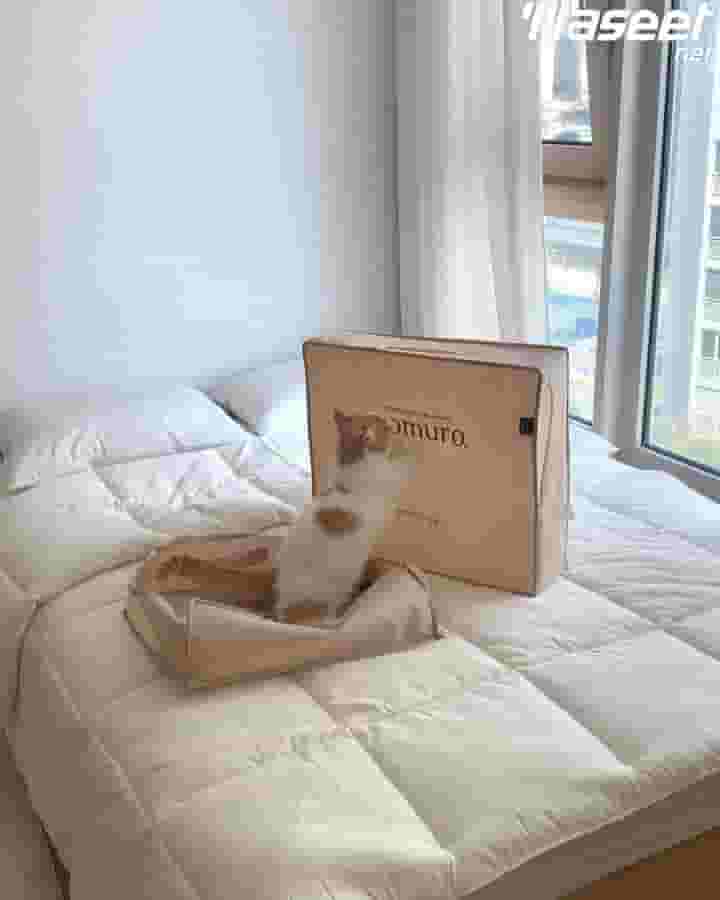 Siberian cat