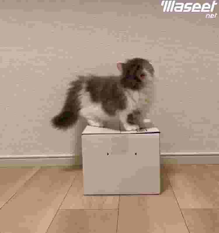 male cat 