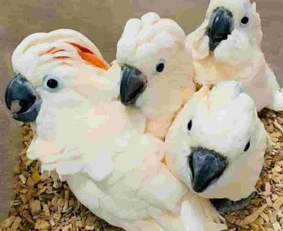 Umbrella ckocatoo parrots