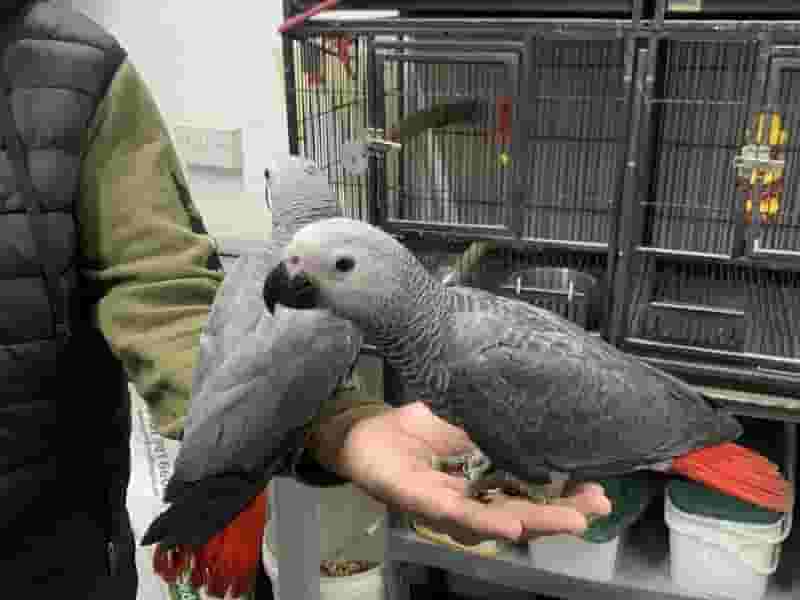 African Gray parrots