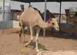 CAMEL 2 YEARS OLD