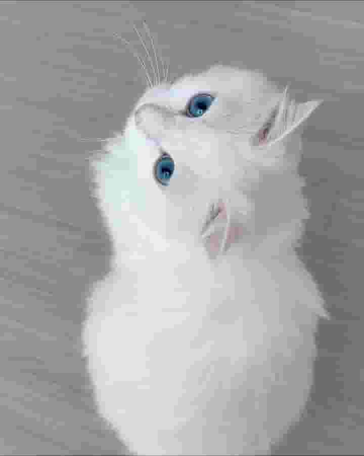 Siamese cat