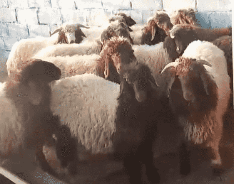 Naimi sheep for sale