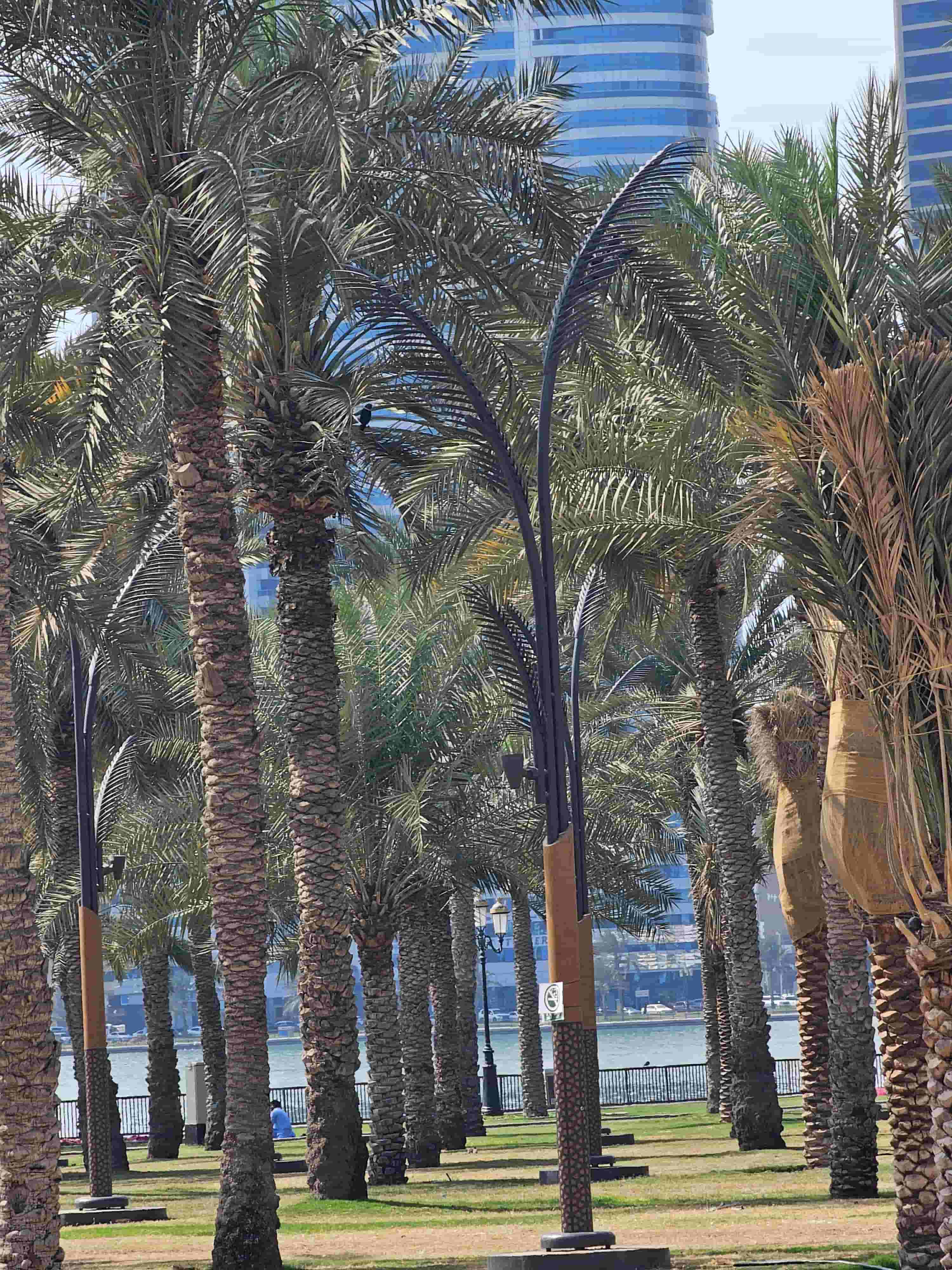 To Buy Land in Al Suyoh, Sharjah