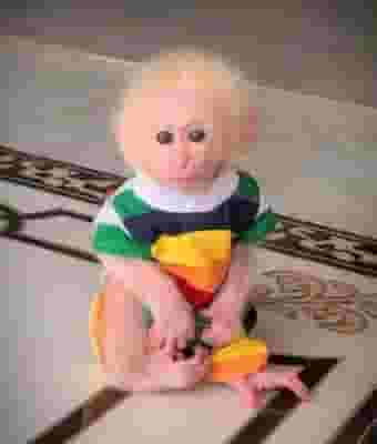 Splendid Capuchin Monkeys for Re-homing