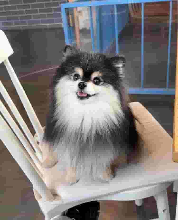 Registered Pomeranian is free for adoption