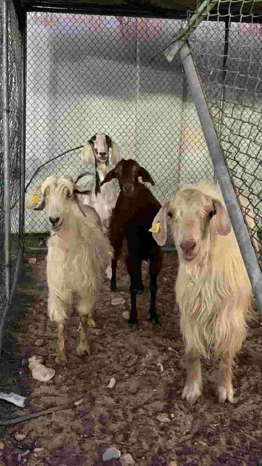 Livestock for sale