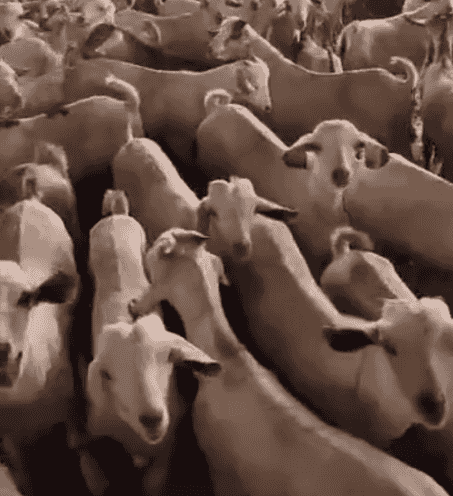 Providing live sheep, sheep and camels