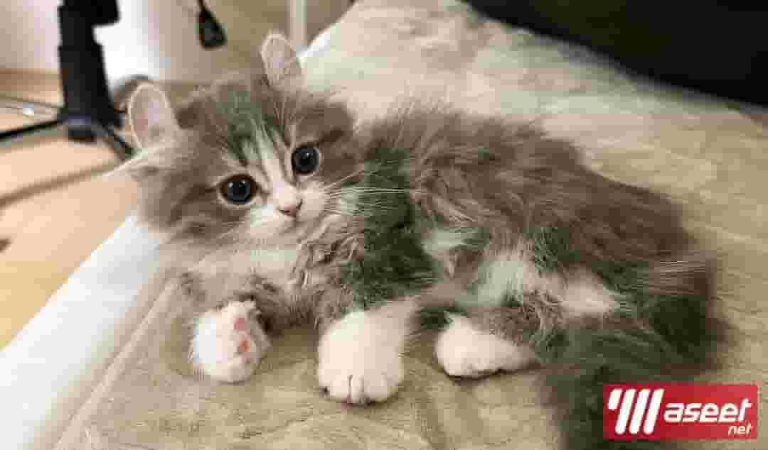 قطة مين كون للتبني