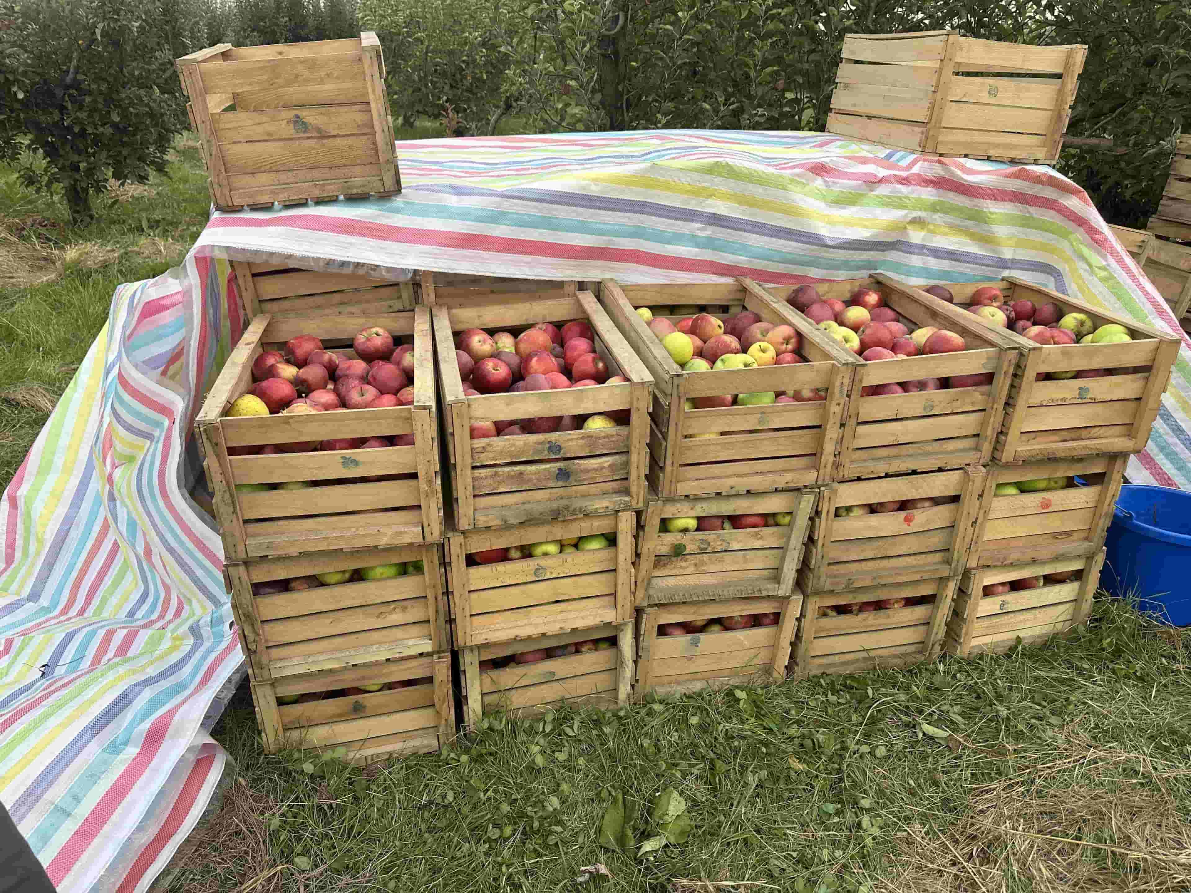 Apple farm in Armenia, Karbi region