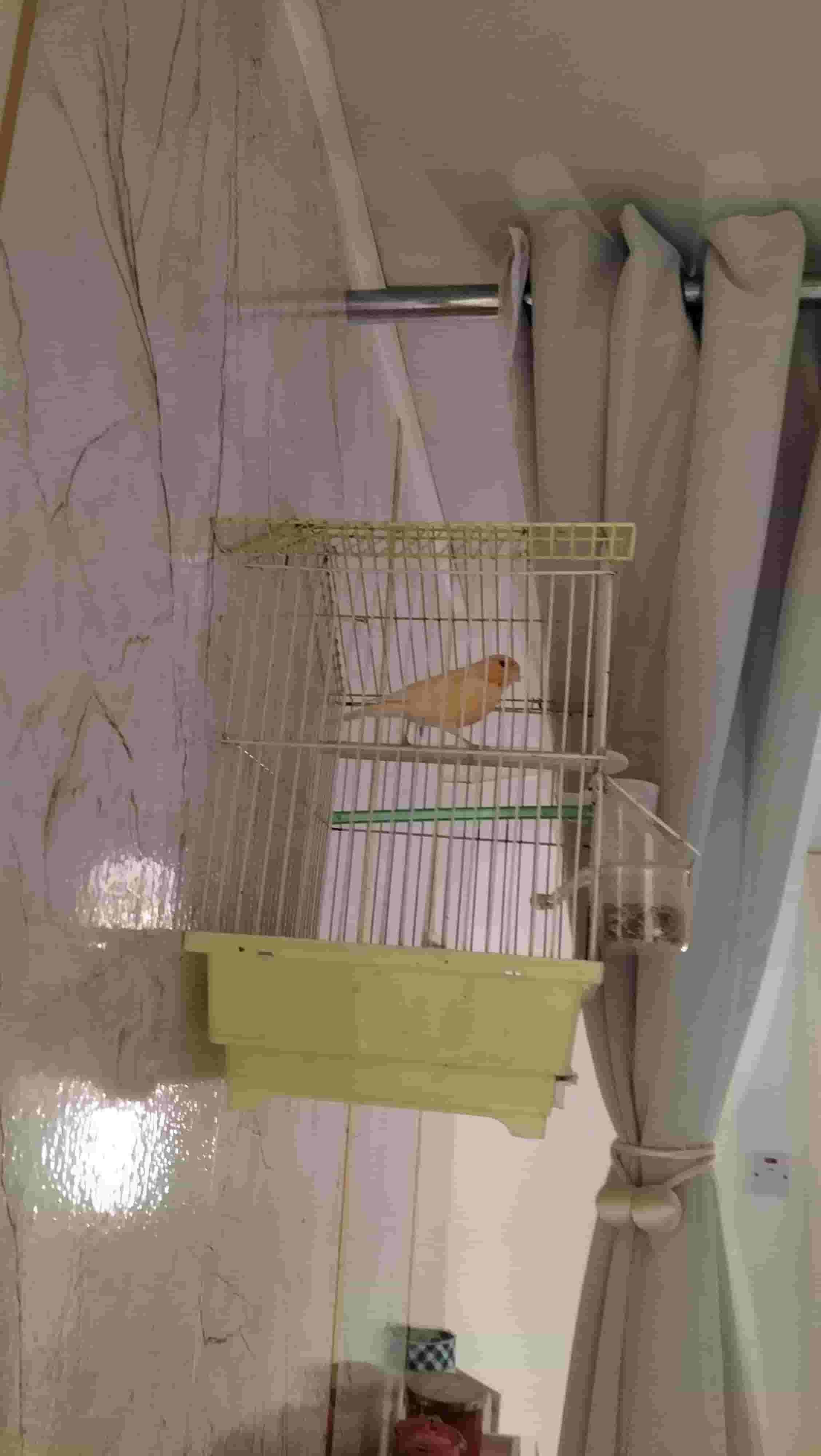 Canary for sale