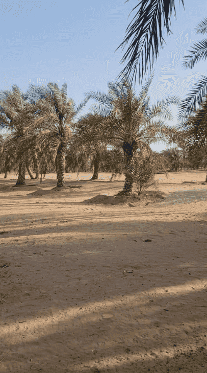 Investment farm for rent between Ramah and El Sad