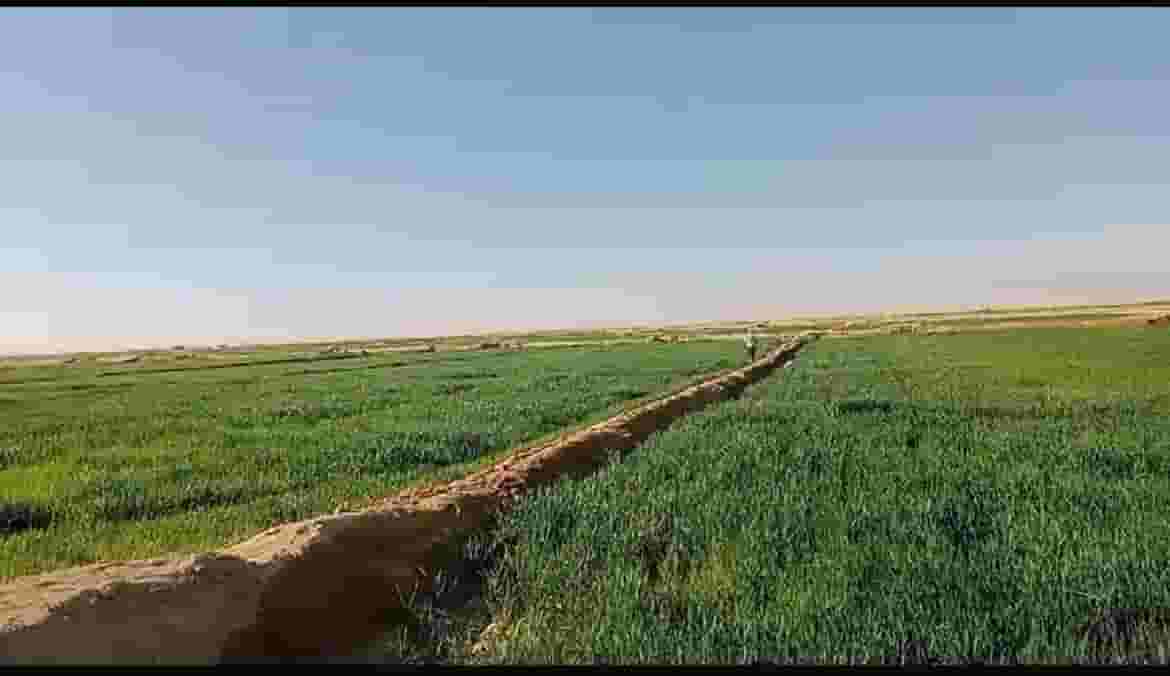 Farm For sale in New Valley