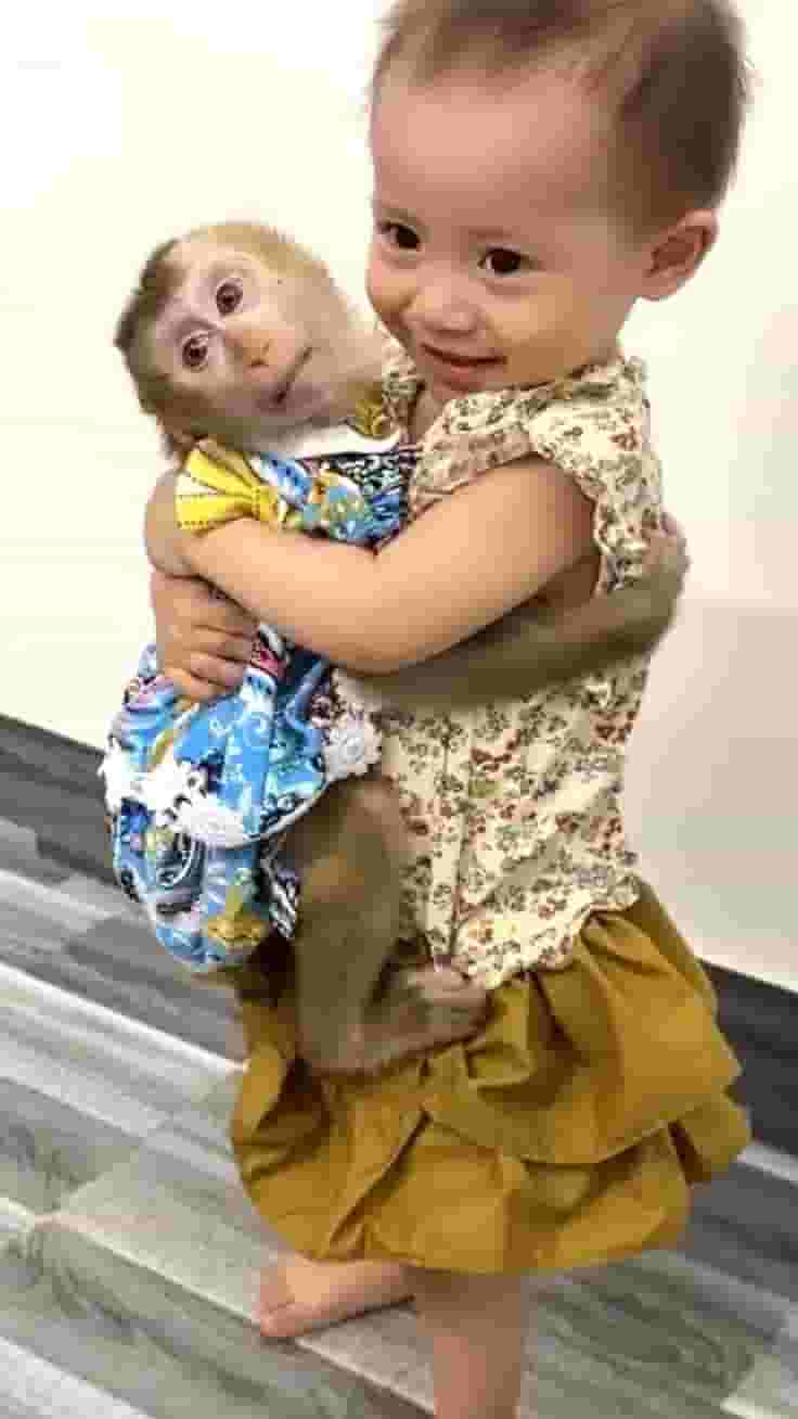 Excellent Capuchin Monkeys