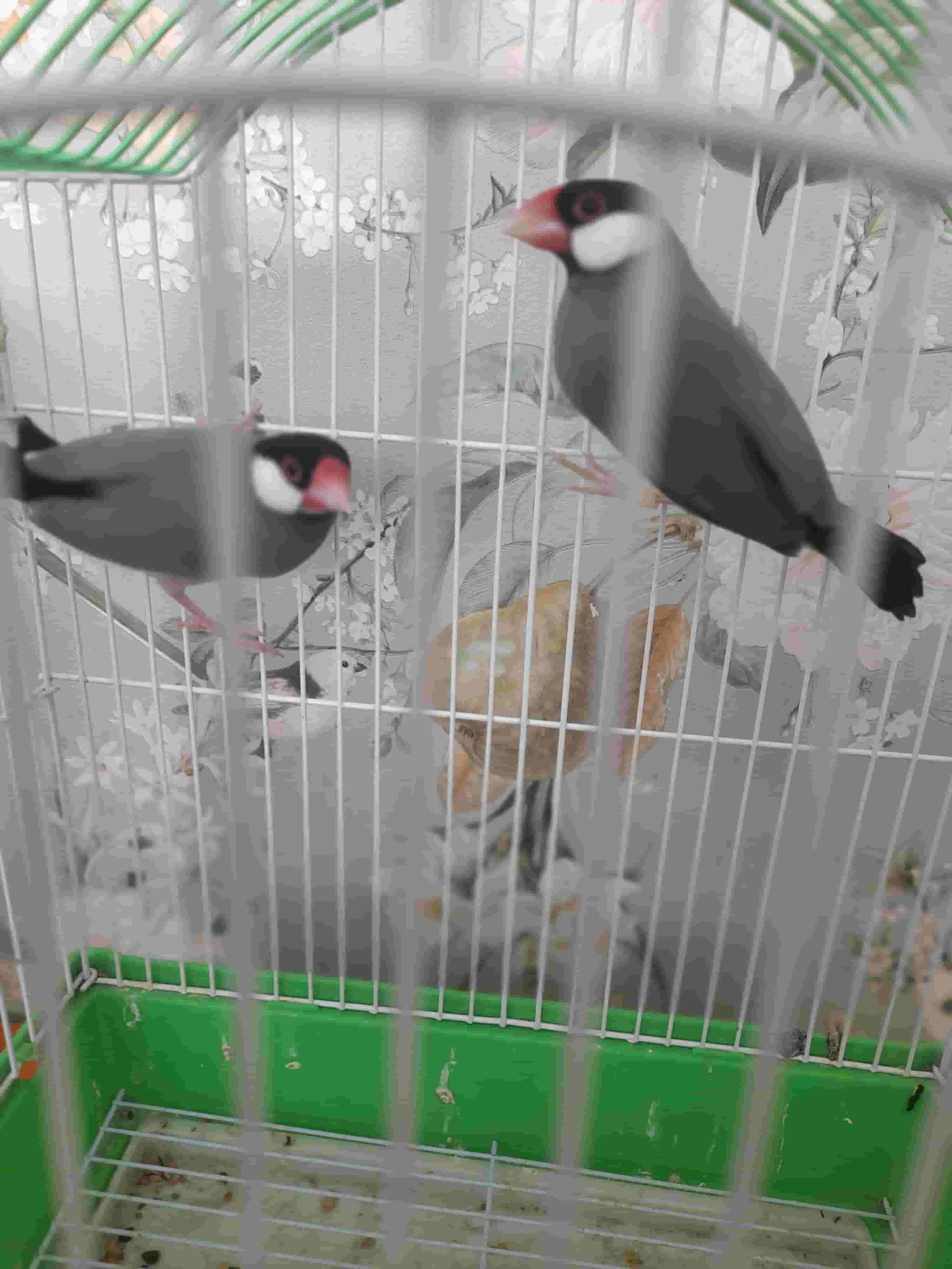 The birds for sale are beautiful and all kinds