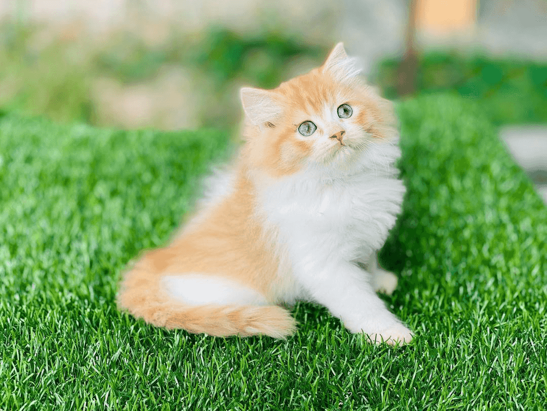 Persian kittens Available