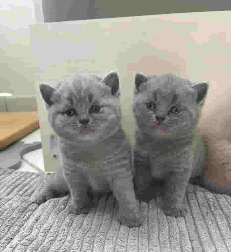 British cats 