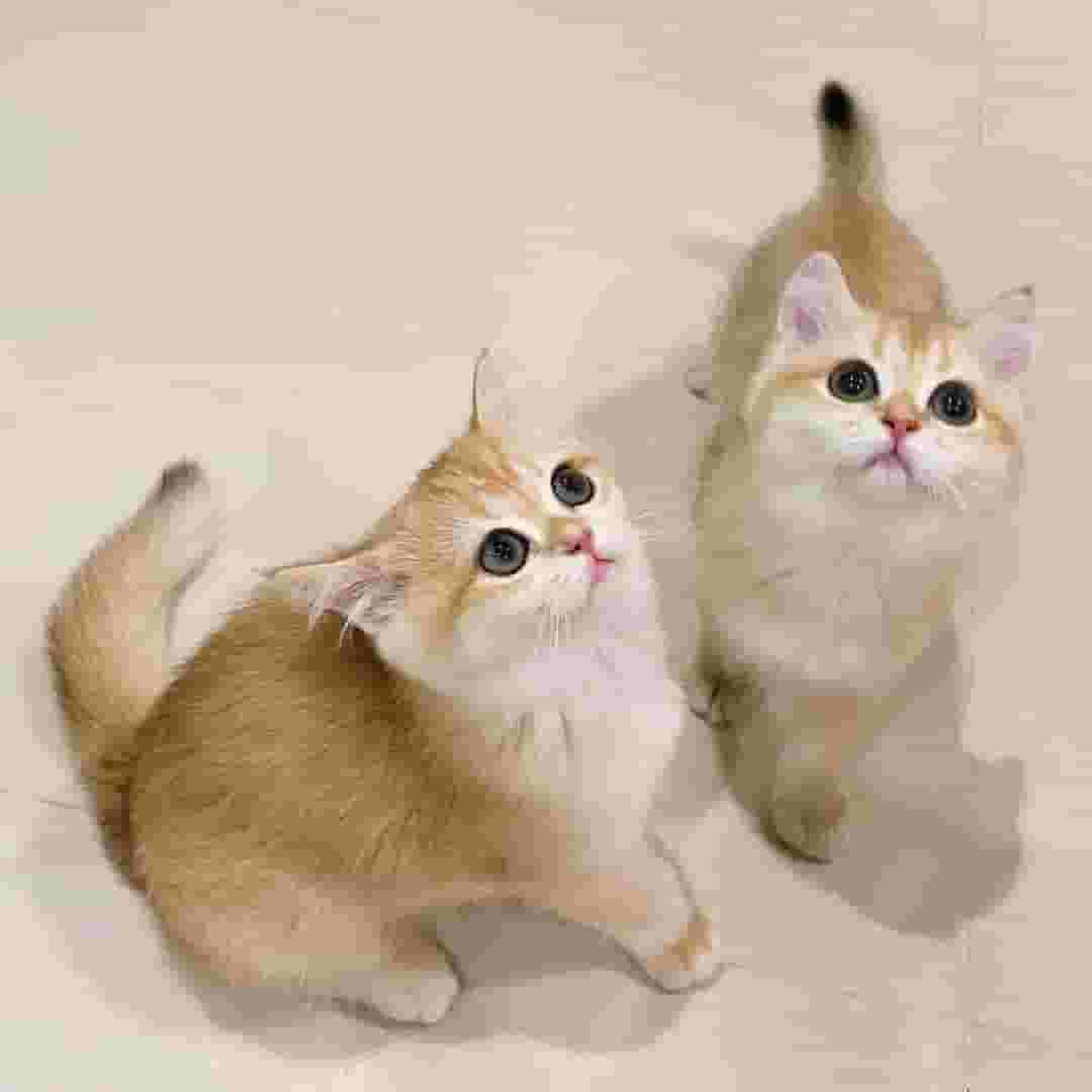 Cats for adoption