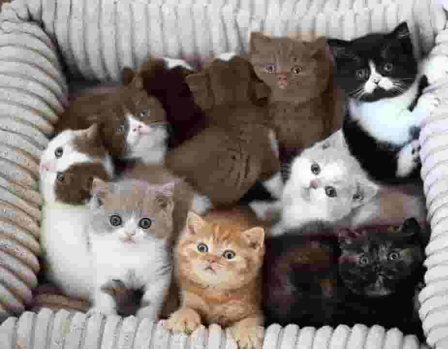 Cats for adoption