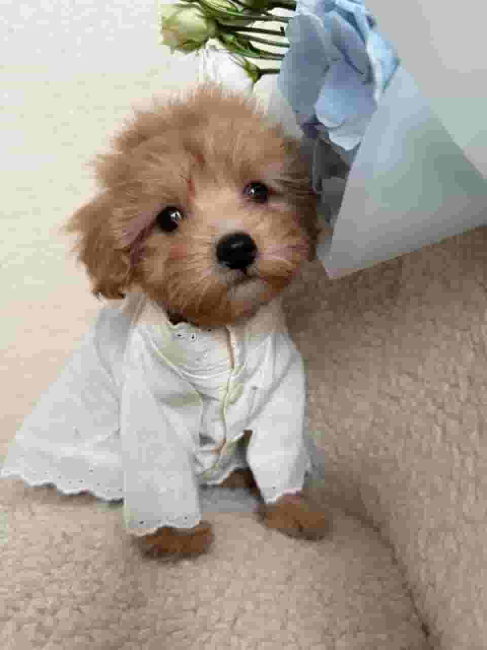Beautiful Maltese puppy for adoption