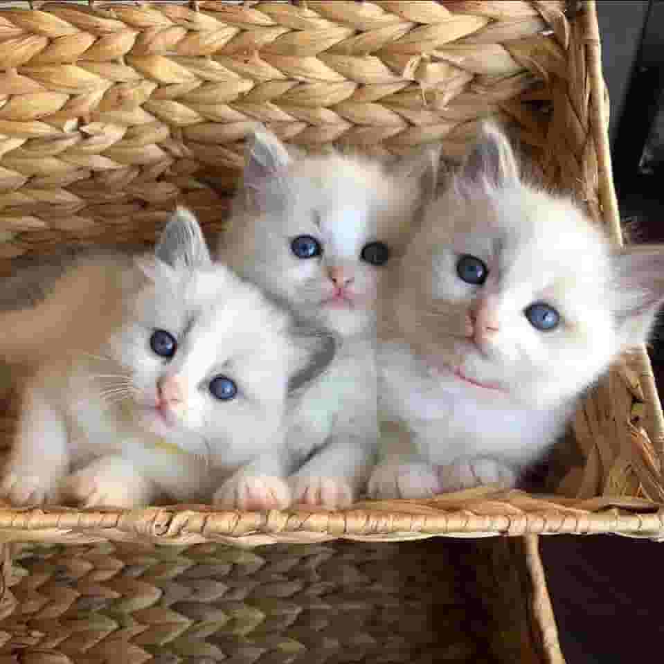 Original cats for sale