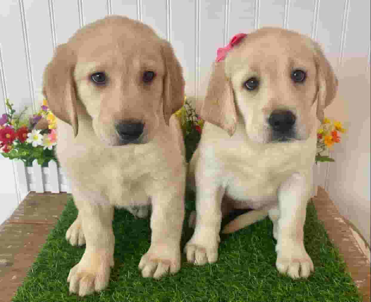 Labrador dog
