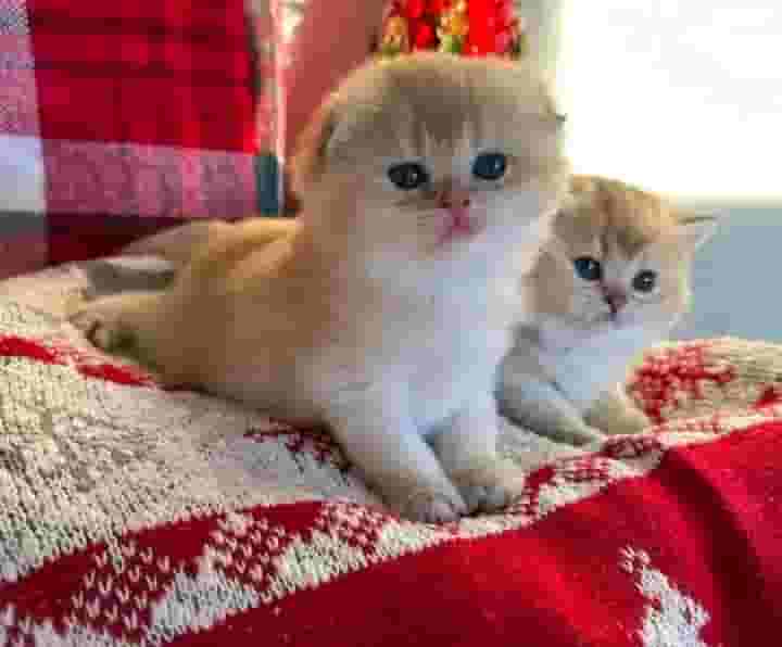   قطط Munchkin للبيع 