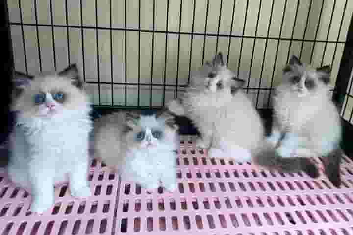 قطط Ragdoll تبحث عن صديق جديد