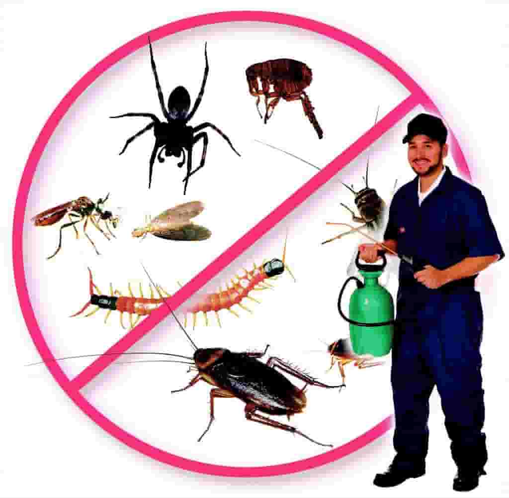 شركه مكافحه حشرات