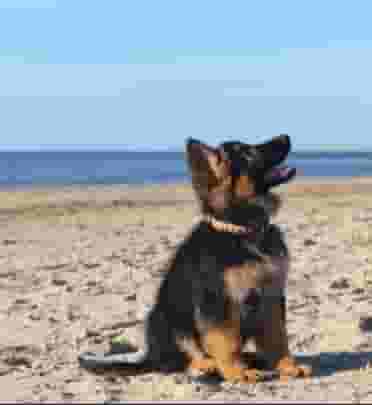 كلاب جيرمان للبيع