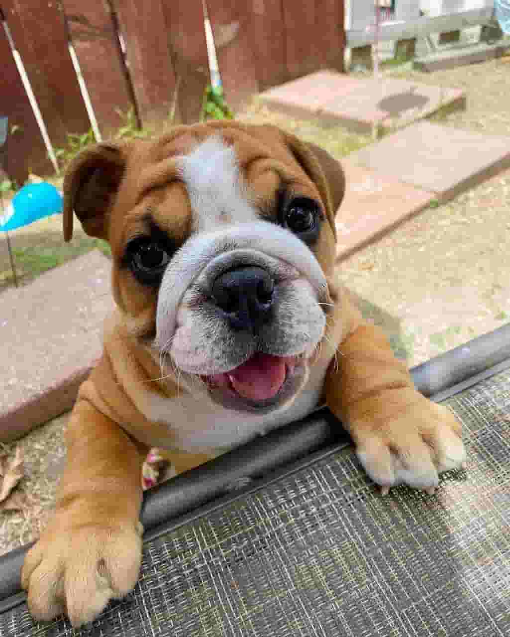 كلاب للبيع يوجد جميع أنواع الكلاب