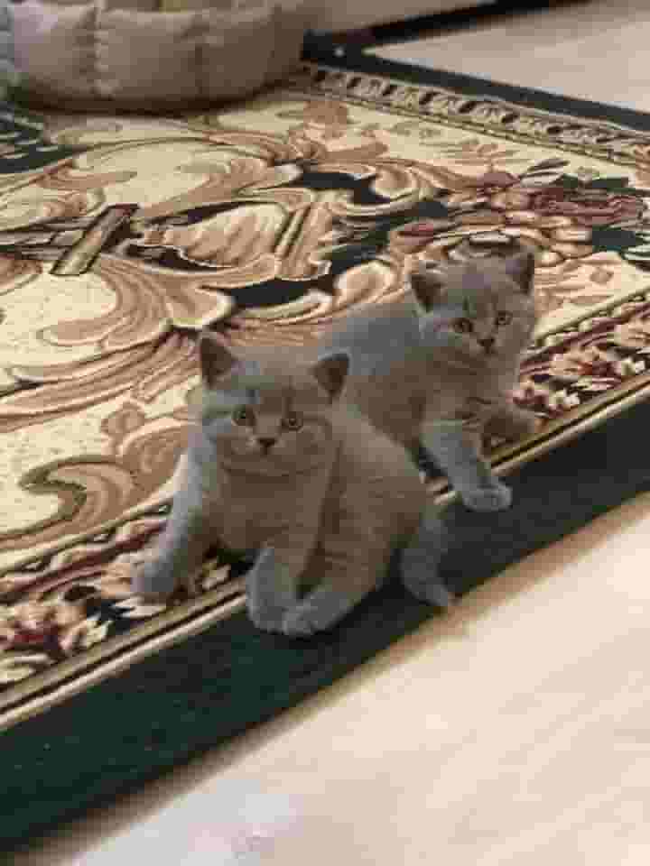 قطط لمنزل جديد