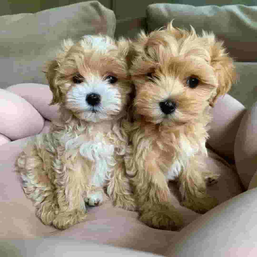 Maltipoo puppies for sale