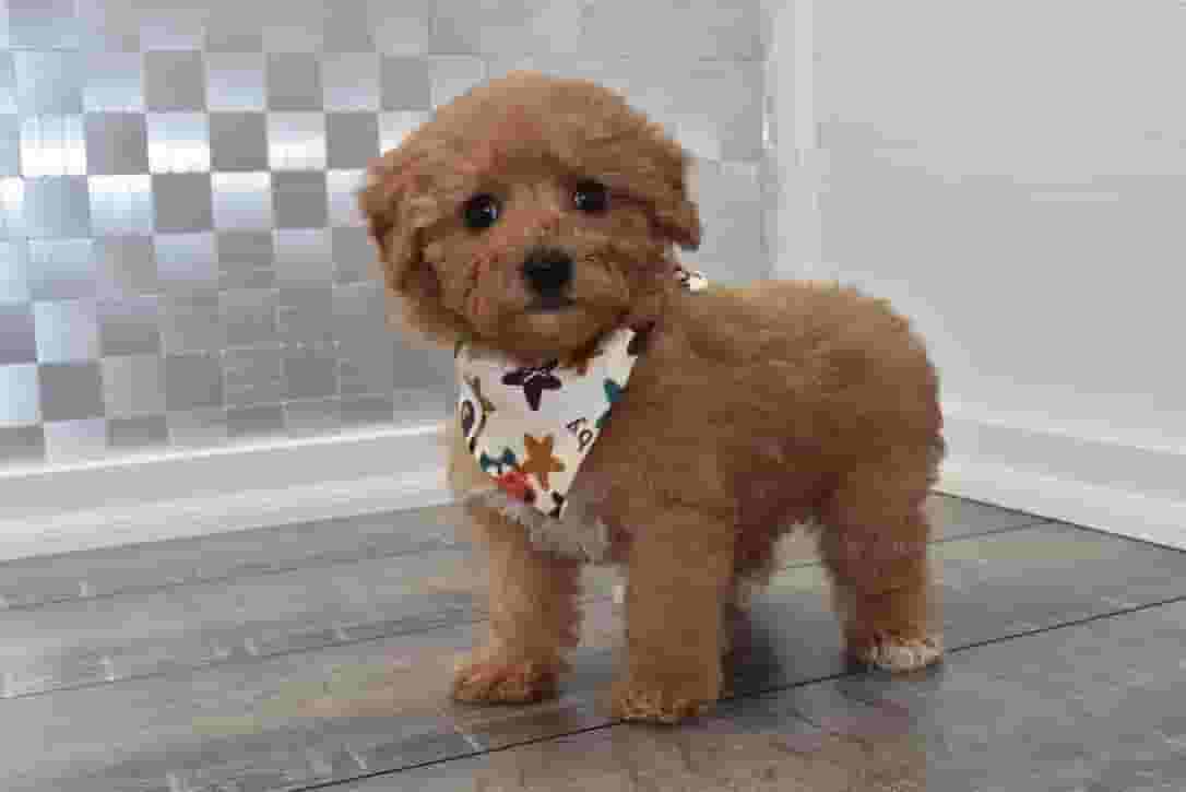 CAVAPOO PUPPIES FOR SALE
