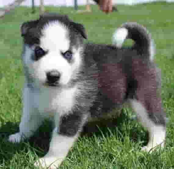 Purebred Husky puppies for sale