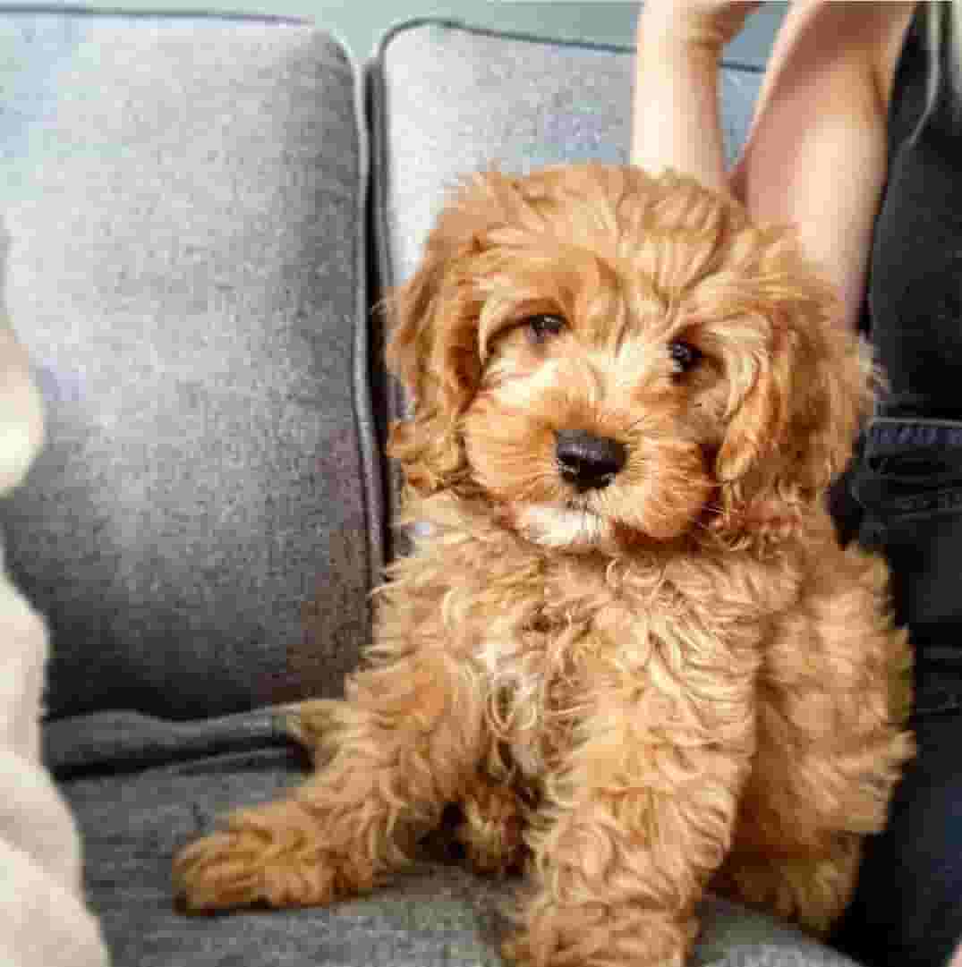 Cockapoo Puppies Available